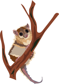 monito del monte